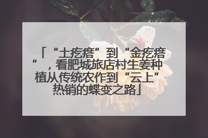 “土疙瘩”到“金疙瘩”，看肥城旅店村生姜种植从传统农作到“云上”热销的蝶变之路