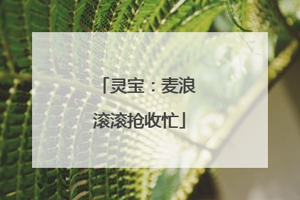 灵宝：麦浪滚滚抢收忙
