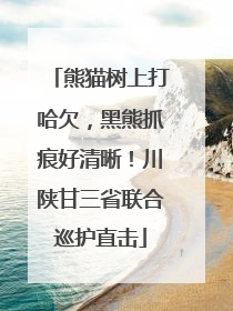 熊猫树上打哈欠，黑熊抓痕好清晰！川陕甘三省联合巡护直击