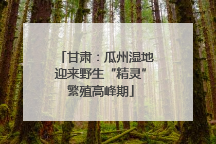 甘肃：瓜州湿地迎来野生“精灵”繁殖高峰期