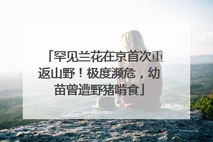 罕见兰花在京首次重返山野！极度濒危，幼苗曾遭野猪啃食