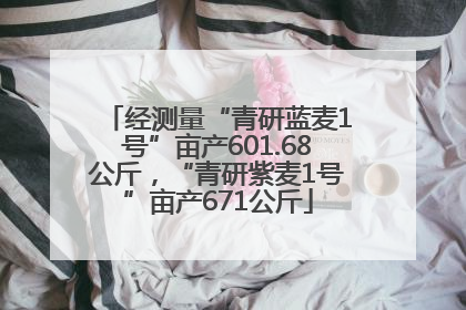 经测量“青研蓝麦1号”亩产601.68公斤，“青研紫麦1号”亩产671公斤