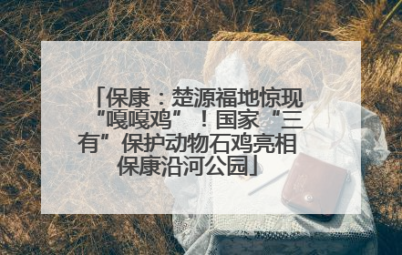 保康：楚源福地惊现“嘎嘎鸡”！国家“三有”保护动物石鸡亮相保康沿河公园