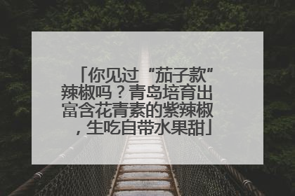 你见过“茄子款”辣椒吗？青岛培育出富含花青素的紫辣椒，生吃自带水果甜