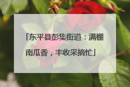 东平县彭集街道：满棚南瓜香，丰收采摘忙