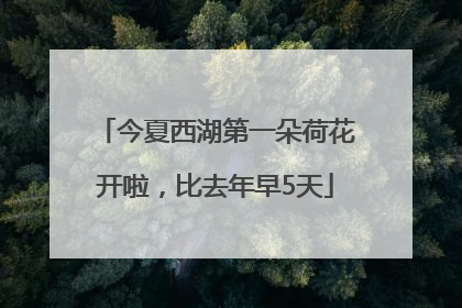 今夏西湖第一朵荷花开啦，比去年早5天