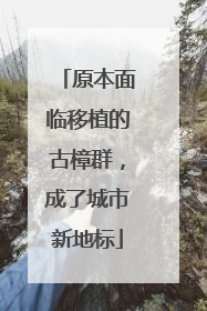 原本面临移植的古樟群，成了城市新地标