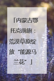 内蒙古鄂托克前旗：荒漠草原绽放“能源马兰花”