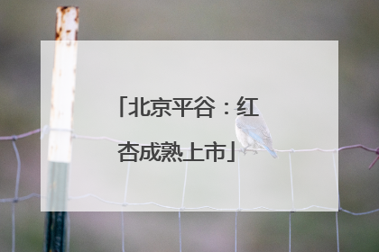 北京平谷：红杏成熟上市