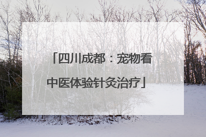 四川成都：宠物看中医体验针灸治疗