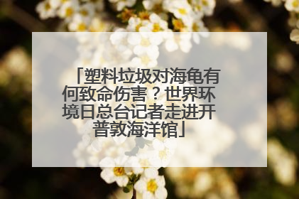 塑料垃圾对海龟有何致命伤害？世界环境日总台记者走进开普敦海洋馆