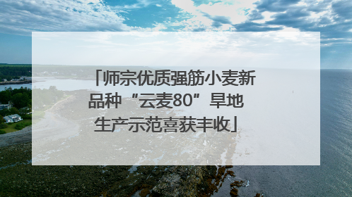 师宗优质强筋小麦新品种“云麦80”旱地生产示范喜获丰收