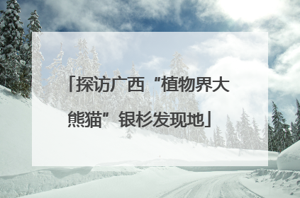 探访广西“植物界大熊猫”银杉发现地