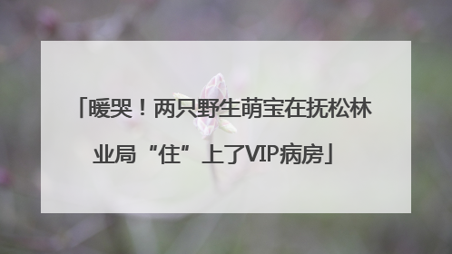 暖哭！两只野生萌宝在抚松林业局“住”上了VIP病房