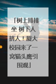 树上排排坐 树下人挤人！厦大校园来了一窝猫头鹰引围观