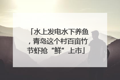 水上发电水下养鱼，青岛这个村百亩竹节虾抢“鲜”上市