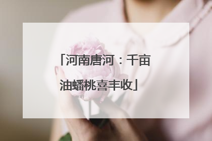河南唐河：千亩油蟠桃喜丰收