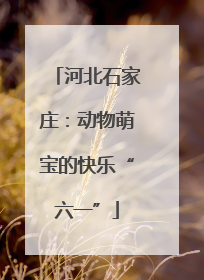 河北石家庄：动物萌宝的快乐“六一”