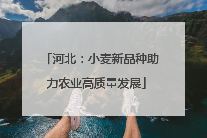 河北：小麦新品种助力农业高质量发展