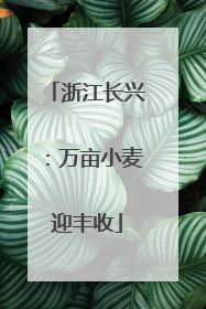浙江长兴：万亩小麦迎丰收