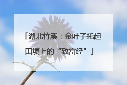 湖北竹溪：金叶子托起田埂上的“致富经”
