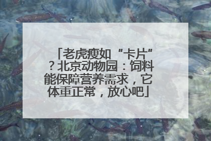 老虎瘦如“卡片”？北京动物园：饲料能保障营养需求，它体重正常，放心吧