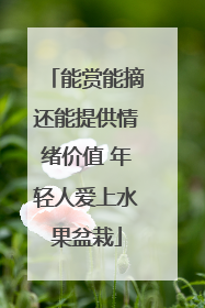 能赏能摘还能提供情绪价值 年轻人爱上水果盆栽