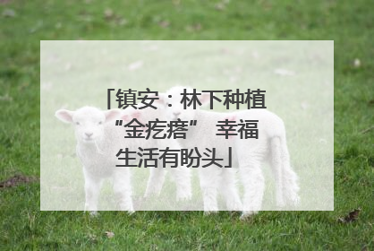 镇安：林下种植“金疙瘩” 幸福生活有盼头