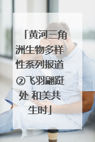 黄河三角洲生物多样性系列报道②飞羽翩跹处 和美共生时