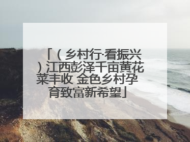 （乡村行·看振兴）江西彭泽千亩黄花菜丰收 金色乡村孕育致富新希望