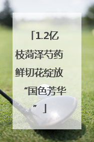 1.2亿枝菏泽芍药鲜切花绽放“国色芳华”