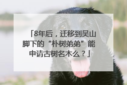8年后，迁移到吴山脚下的“朴树弟弟”能申请古树名木么？